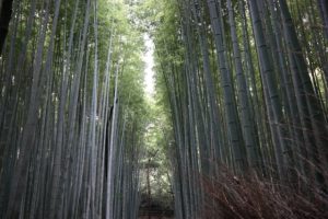 Kioto, las bambusowy